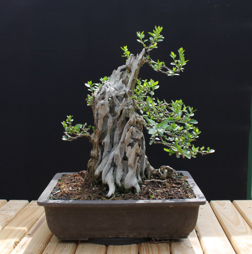 Large Privet Bonsai 